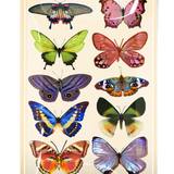 Wildflower Butterfly Decoupage Tray- Ben's Garden - Elle Maxine
