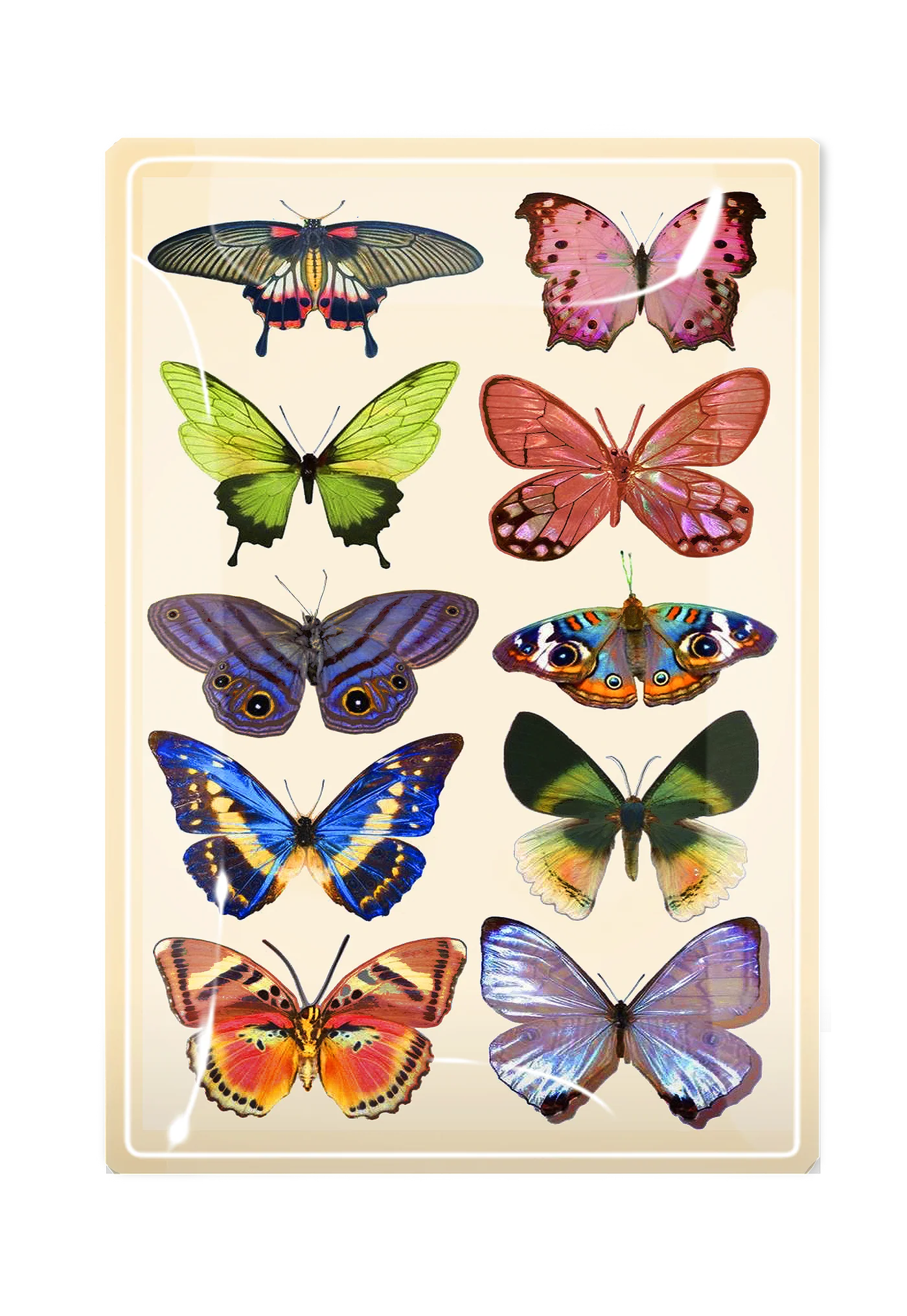 Wildflower Butterfly Decoupage Tray- Ben's Garden - Elle Maxine